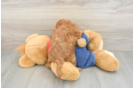 Mini Goldendoodle Puppy for Adoption