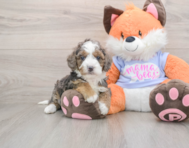 6 week old Mini Goldendoodle Puppy For Sale - Windy City Pups