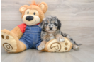 Popular Mini Goldendoodle Poodle Mix Pup