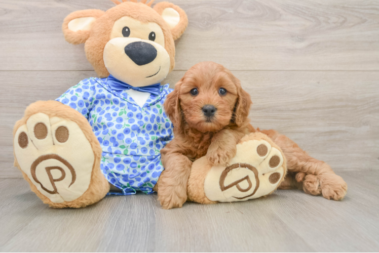 Best Mini Goldendoodle Baby