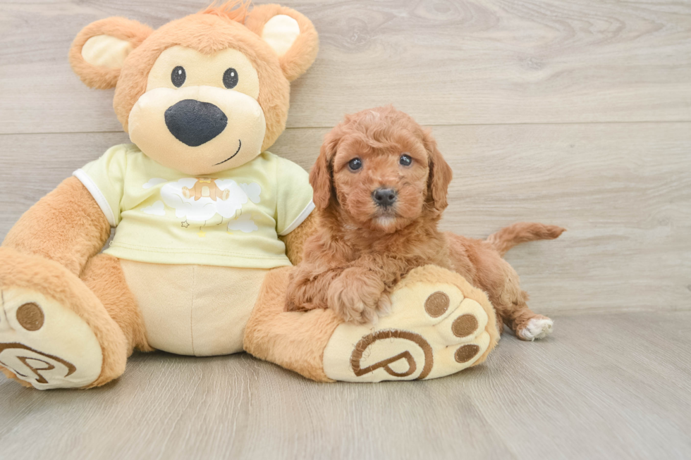 Adorable Golden Retriever Poodle Mix Poodle Mix Puppy