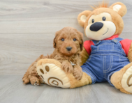 8 week old Mini Goldendoodle Puppy For Sale - Windy City Pups