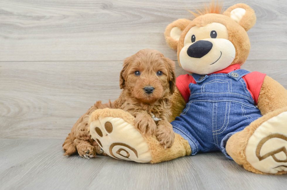 8 week old Mini Goldendoodle Puppy For Sale - Windy City Pups