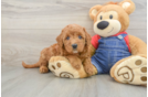 Happy Mini Goldendoodle Baby