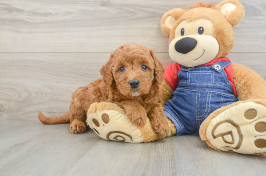 Happy Mini Goldendoodle Baby