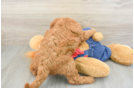 Happy Mini Goldendoodle Baby