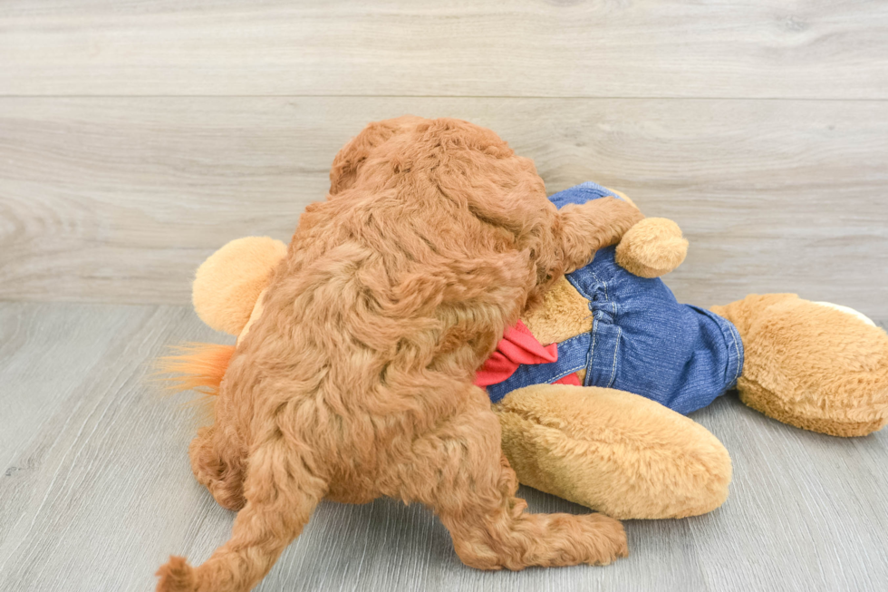 Happy Mini Goldendoodle Baby