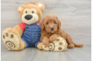 Mini Goldendoodle Pup Being Cute