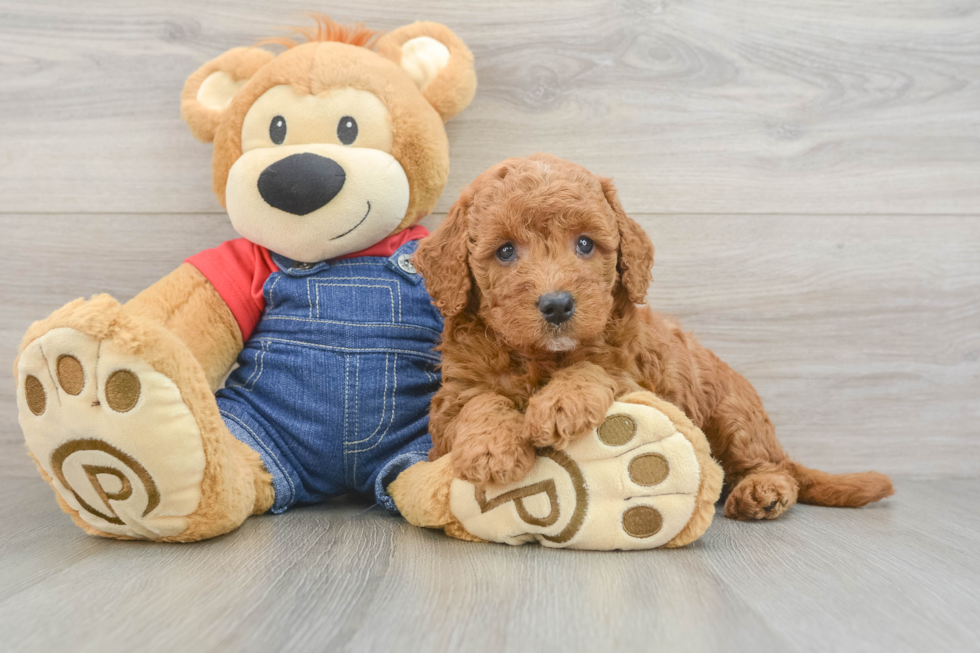 Mini Goldendoodle Pup Being Cute