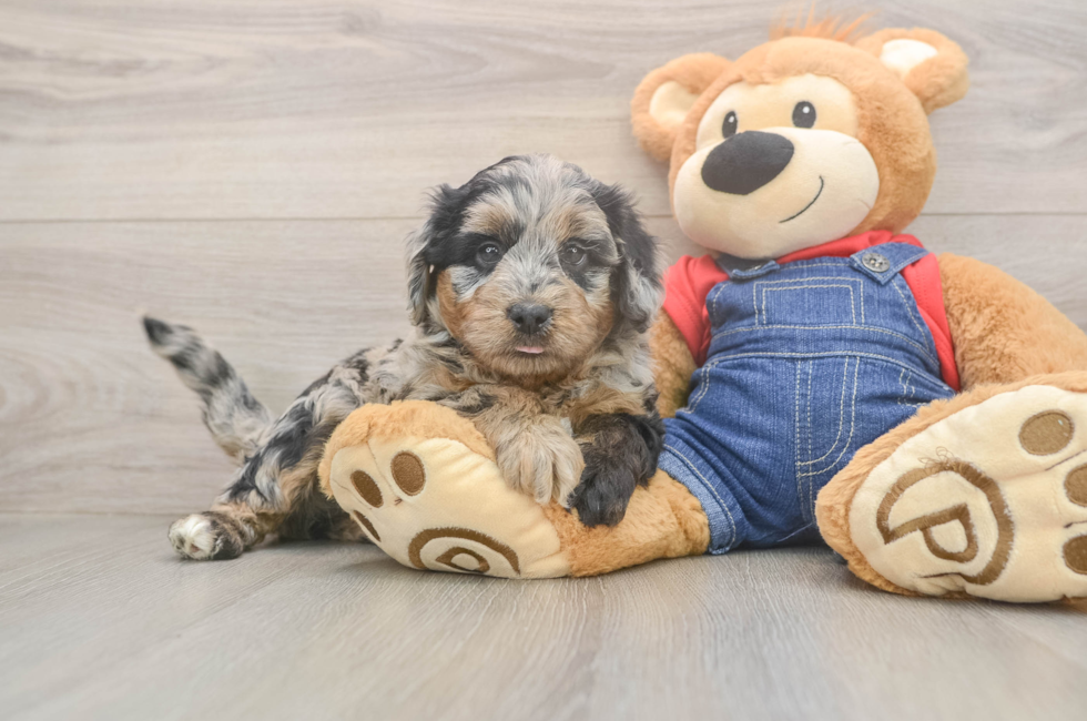 5 week old Mini Goldendoodle Puppy For Sale - Windy City Pups