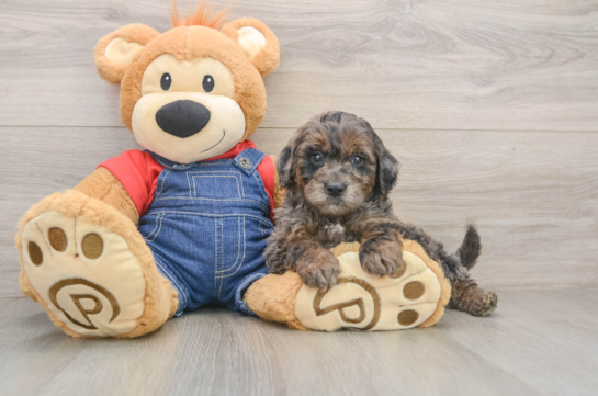 Hypoallergenic Mini Goldiepoo Poodle Mix Puppy