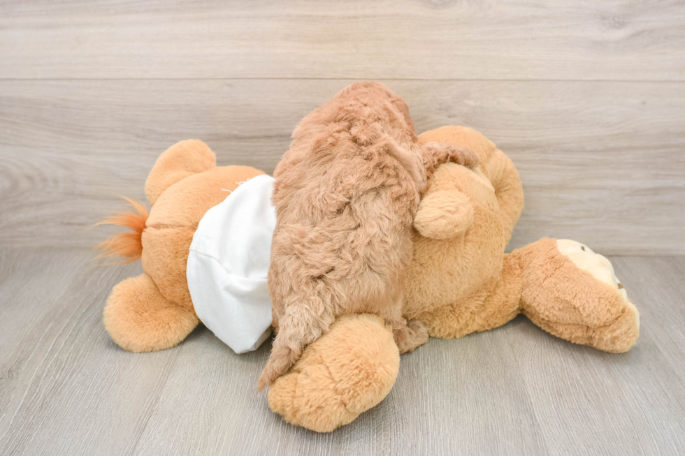 Mini Goldendoodle Puppy for Adoption