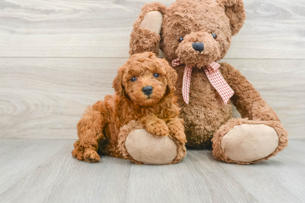 Little Mini Goldenpoo Poodle Mix Puppy