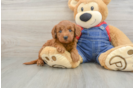 Smart Mini Goldendoodle Poodle Mix Pup