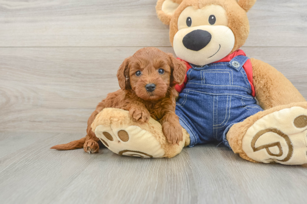 Smart Mini Goldendoodle Poodle Mix Pup
