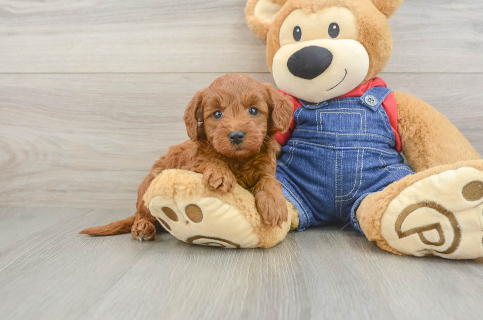 5 week old Mini Goldendoodle Puppy For Sale - Windy City Pups