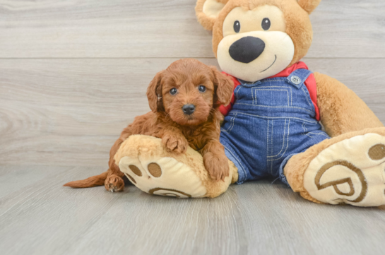 Smart Mini Goldendoodle Poodle Mix Pup