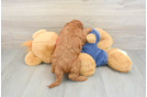 Mini Goldendoodle Puppy for Adoption