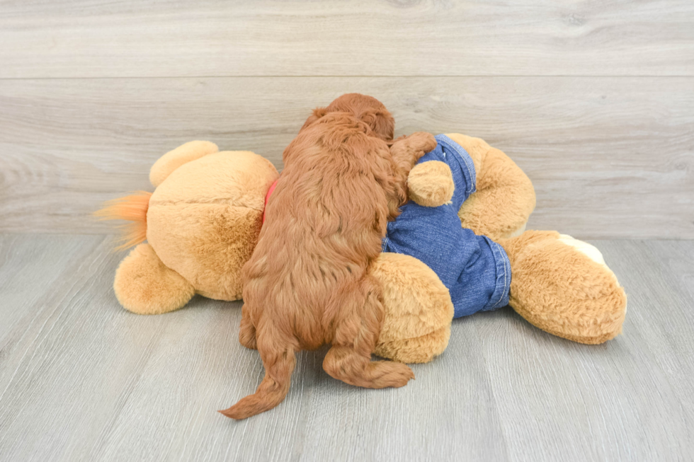 Mini Goldendoodle Puppy for Adoption