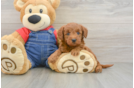 Mini Goldendoodle Puppy for Adoption