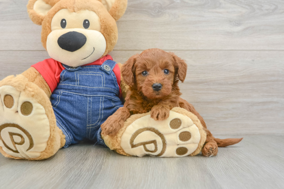 Mini Goldendoodle Puppy for Adoption