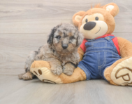 7 week old Mini Goldendoodle Puppy For Sale - Windy City Pups