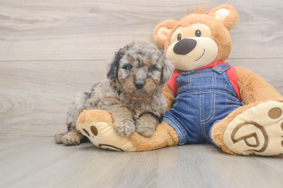 5 week old Mini Goldendoodle Puppy For Sale - Windy City Pups