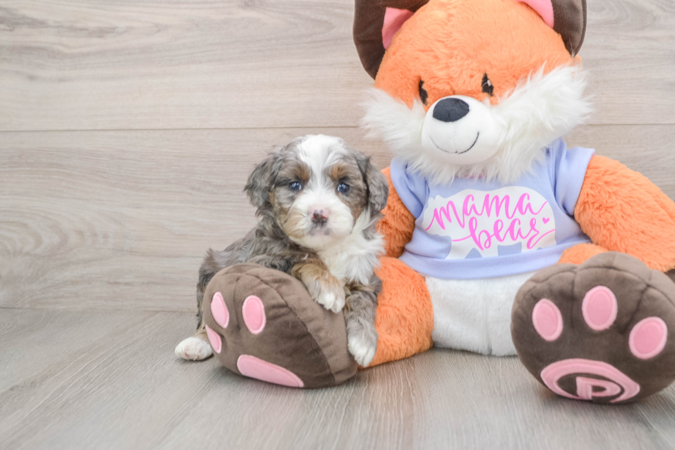 Mini Goldendoodle Puppy for Adoption