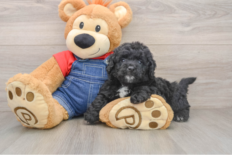 Mini Goldendoodle Pup Being Cute