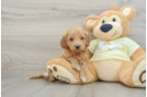 Best Mini Goldendoodle Baby