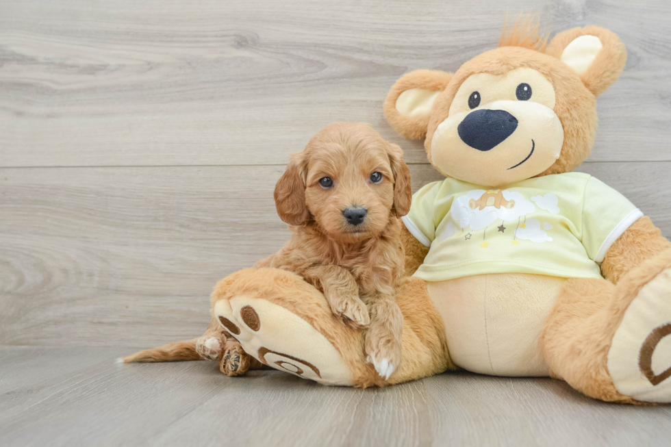 Best Mini Goldendoodle Baby