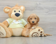 7 week old Mini Goldendoodle Puppy For Sale - Windy City Pups