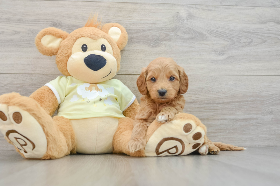 6 week old Mini Goldendoodle Puppy For Sale - Windy City Pups