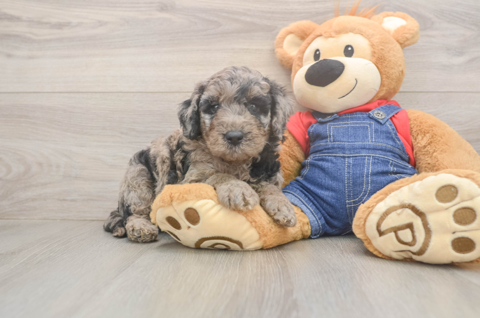 5 week old Mini Goldendoodle Puppy For Sale - Windy City Pups