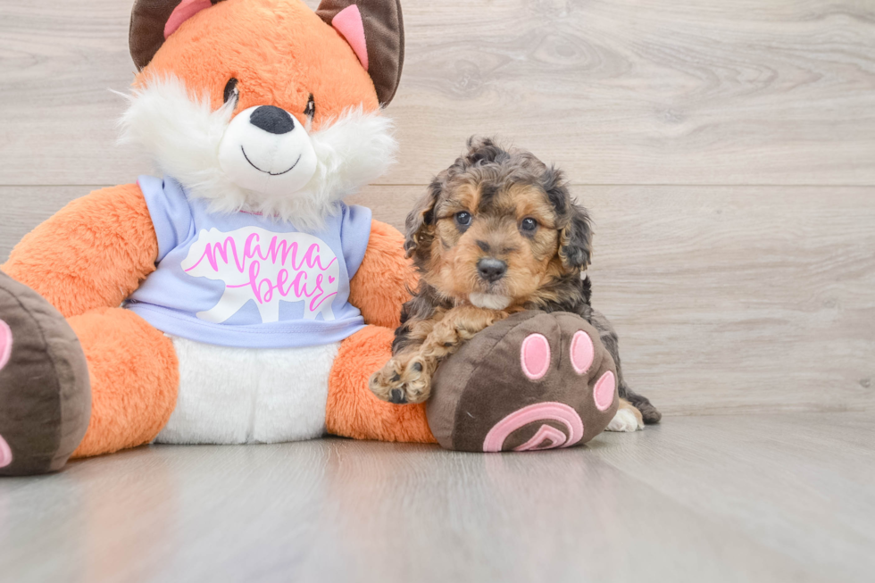 Mini Goldendoodle Puppy for Adoption