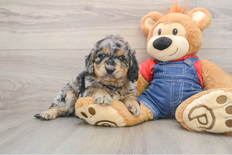 Mini Goldendoodle Puppy for Adoption