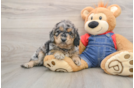 Mini Goldendoodle Puppy for Adoption