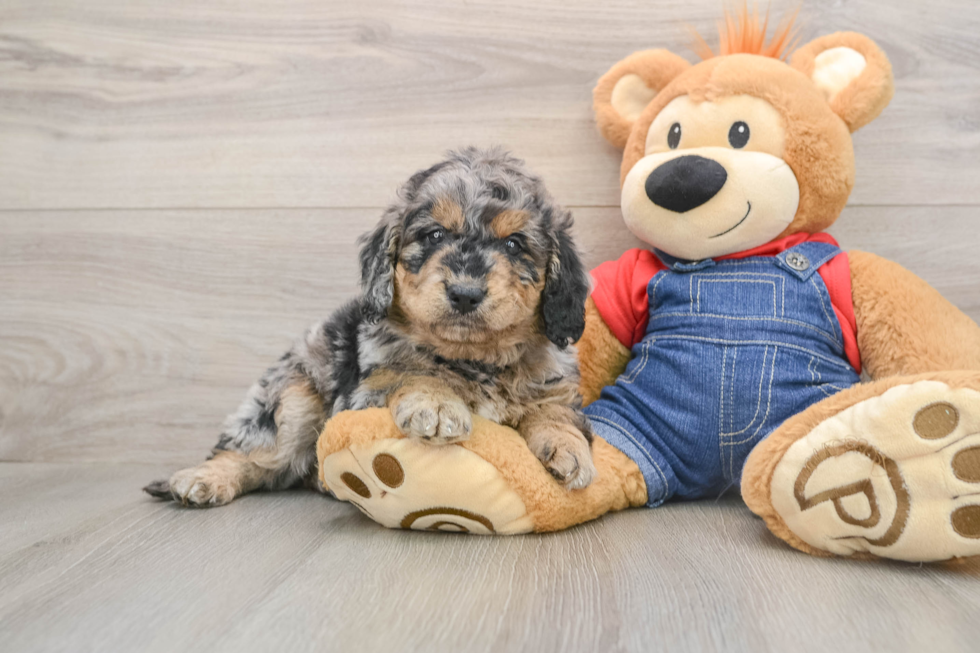 Mini Goldendoodle Puppy for Adoption