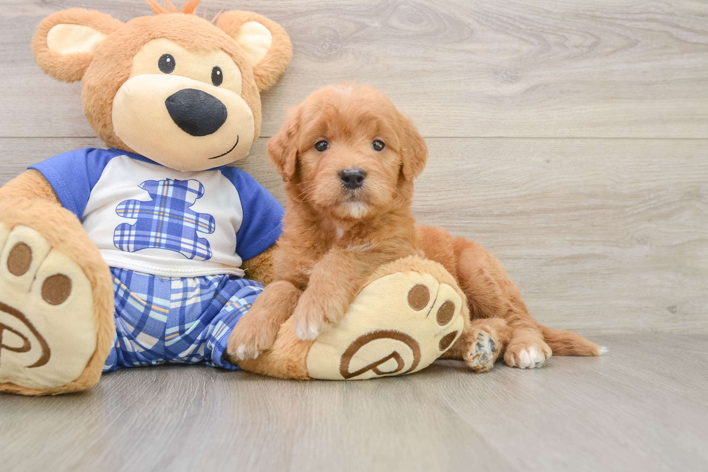 Mini Goldendoodle Pup Being Cute