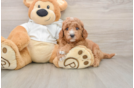 Playful Mini Groodle Poodle Mix Puppy