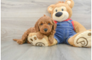 Mini Goldendoodle Pup Being Cute