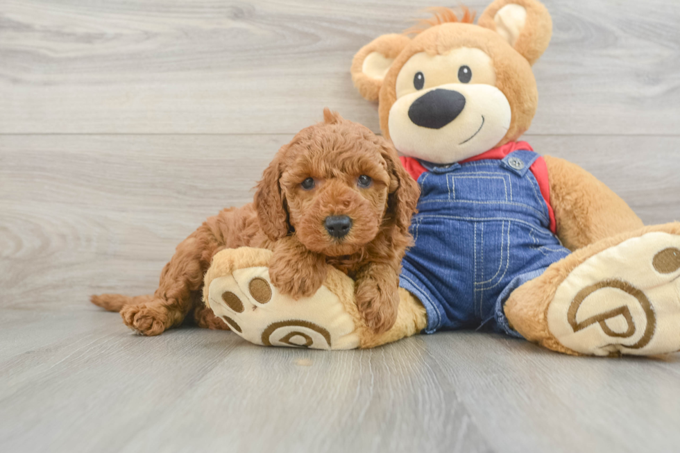 Mini Goldendoodle Pup Being Cute