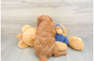 Mini Goldendoodle Pup Being Cute
