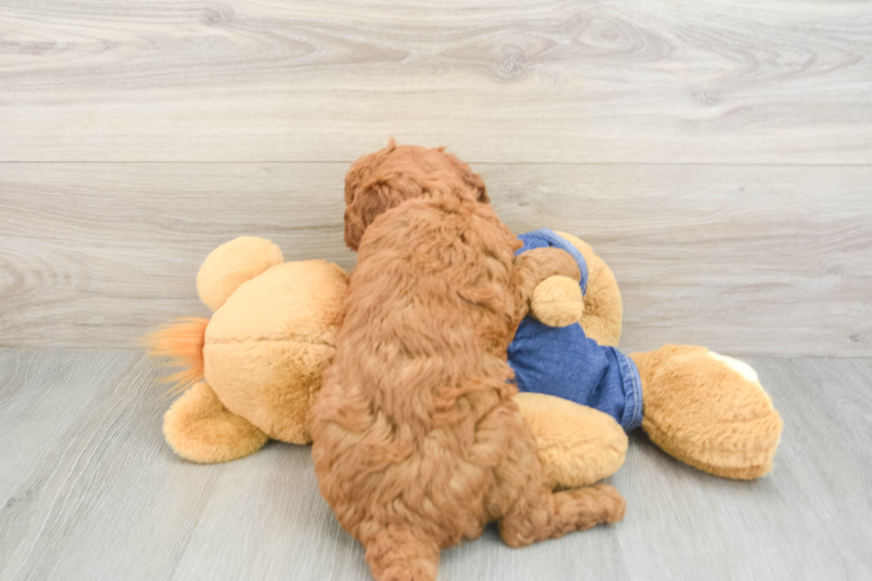 Mini Goldendoodle Pup Being Cute