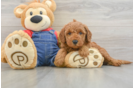 Little Mini Goldenpoo Poodle Mix Puppy