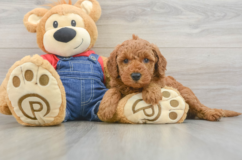 5 week old Mini Goldendoodle Puppy For Sale - Windy City Pups