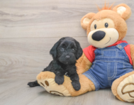 7 week old Mini Goldendoodle Puppy For Sale - Windy City Pups