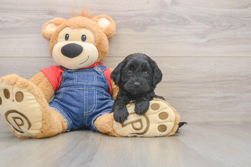 Mini Goldendoodle Pup Being Cute