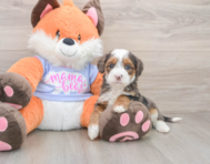 6 week old Mini Goldendoodle Puppy For Sale - Windy City Pups