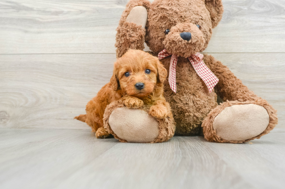 8 week old Mini Goldendoodle Puppy For Sale - Windy City Pups